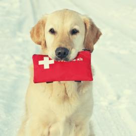 First Aid Dog