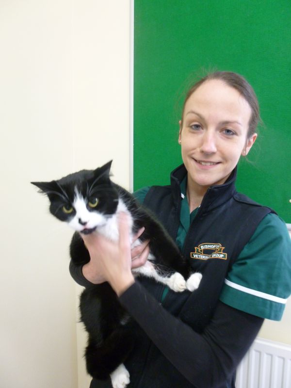 XLVets | XLVets Pets | Bishopton Veterinary Group win a 'Cat Friendly ...