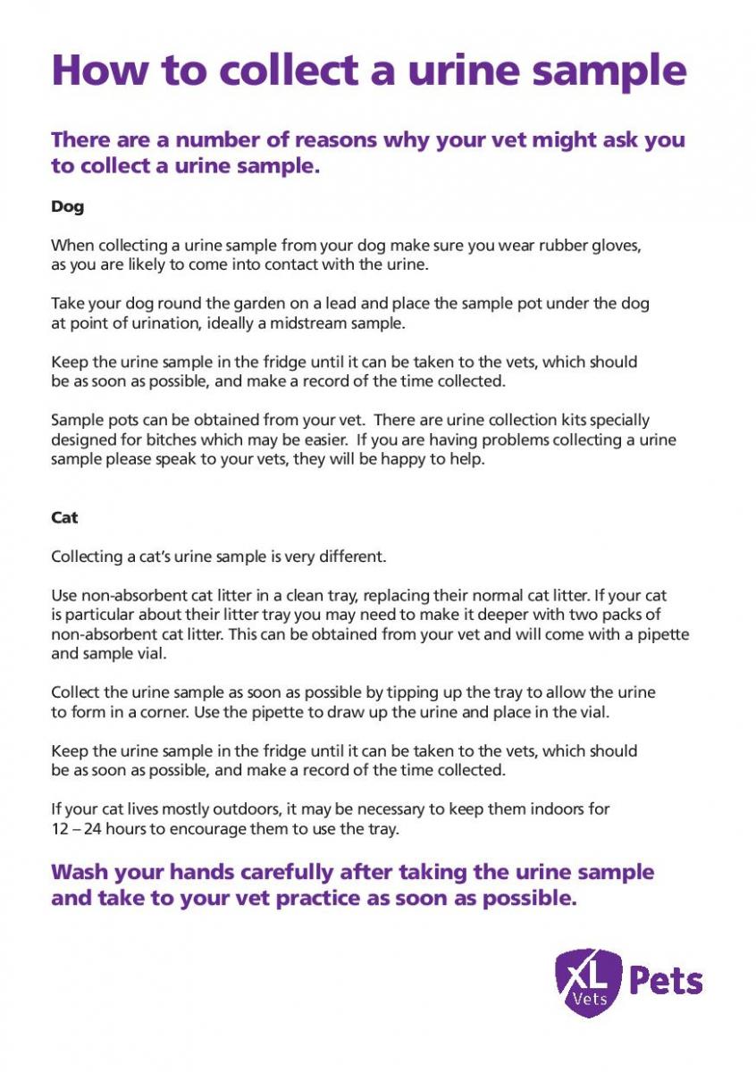 How to collect a urine sample